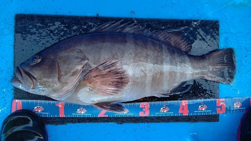 マハタの釣果