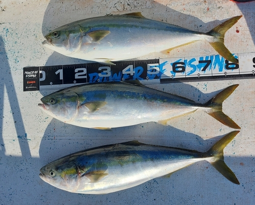 ブリの釣果