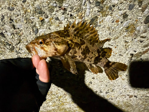 タケノコメバルの釣果