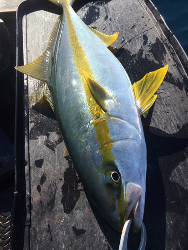 ヒラマサの釣果