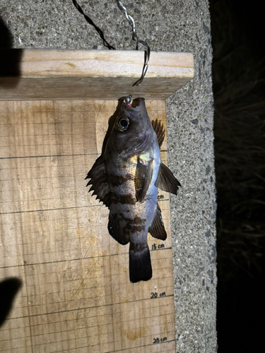 シロメバルの釣果