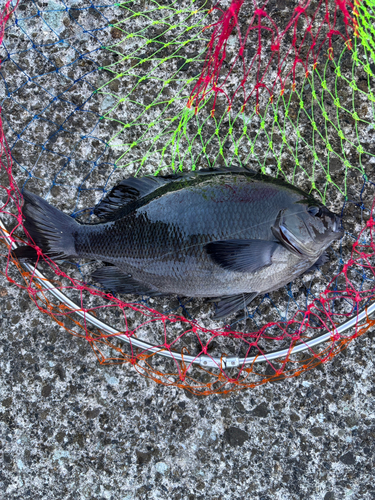 メジナの釣果