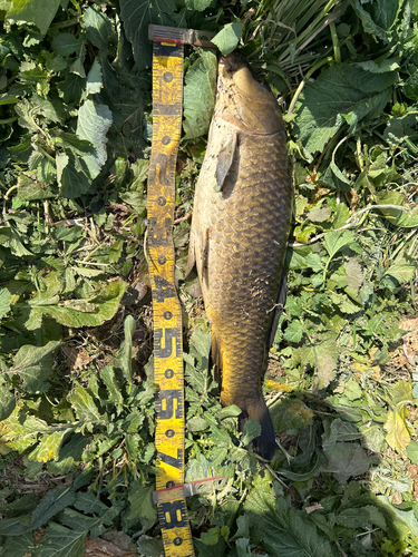 コイの釣果