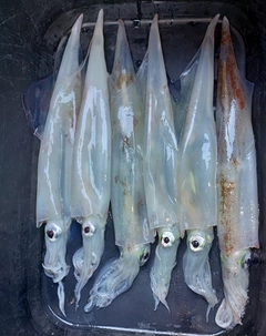 ヤリイカの釣果