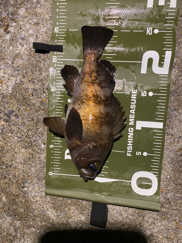 メバルの釣果