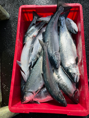 サクラマスの釣果