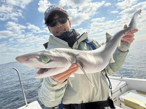 エドアブラザメの釣果