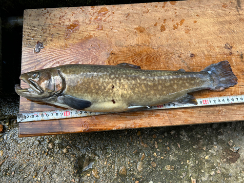 イワナの釣果