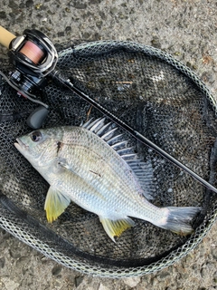 キビレの釣果