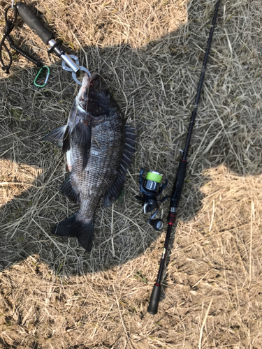 チヌの釣果