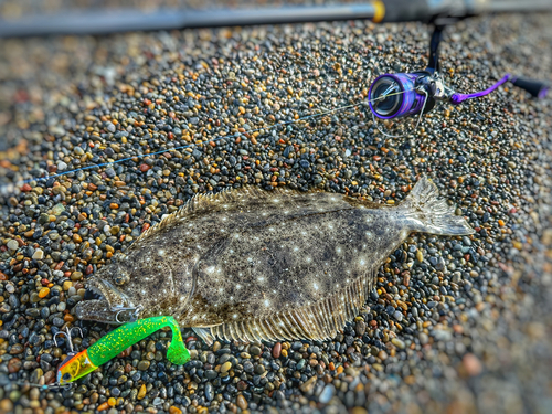 ヒラメの釣果