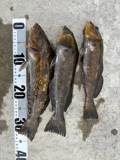 アイナメの釣果