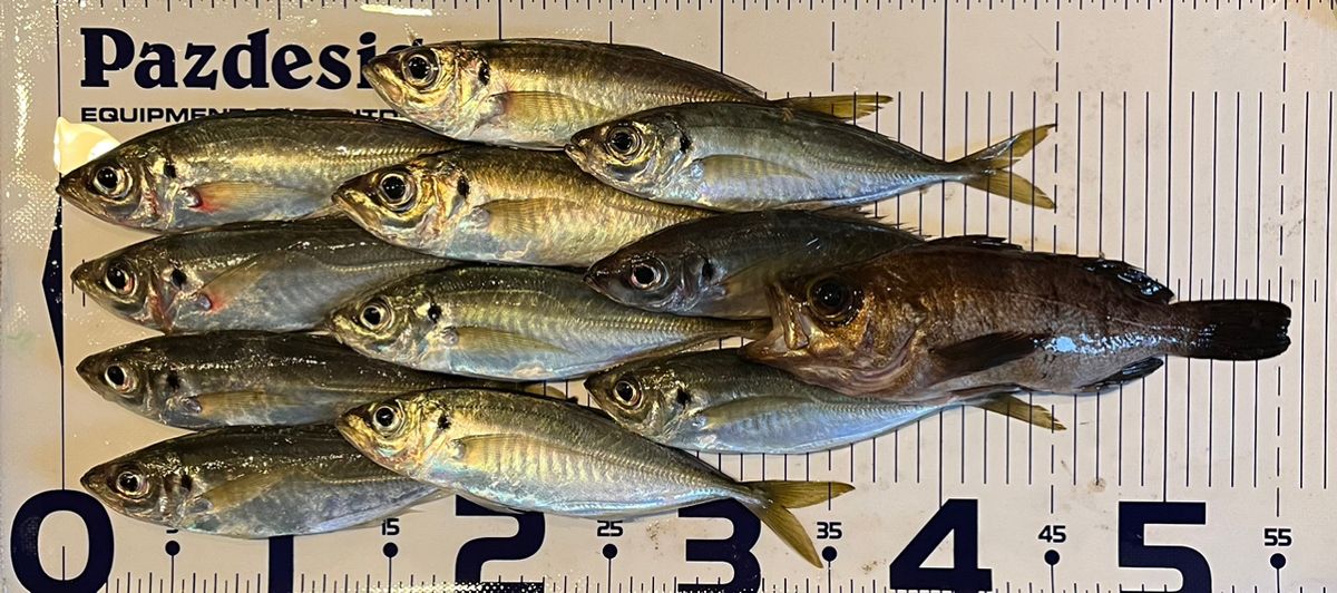 おんな🎣GZさんの釣果 2枚目の画像