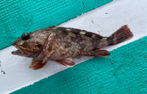 カサゴの釣果