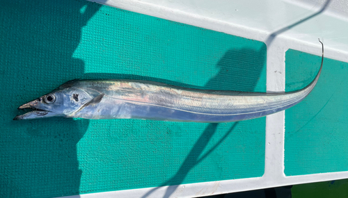 タチウオの釣果