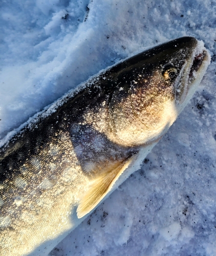 アメマスの釣果