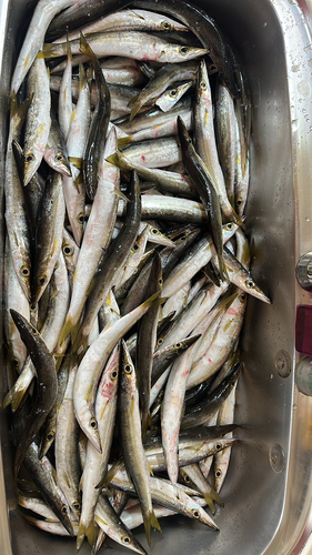 カマスの釣果