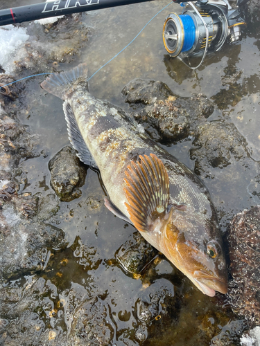 アイナメの釣果