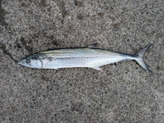 サゴシの釣果