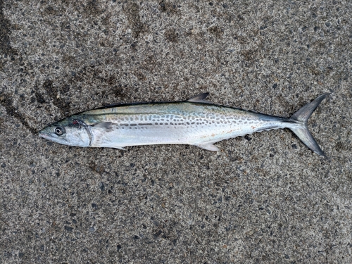 サゴシの釣果