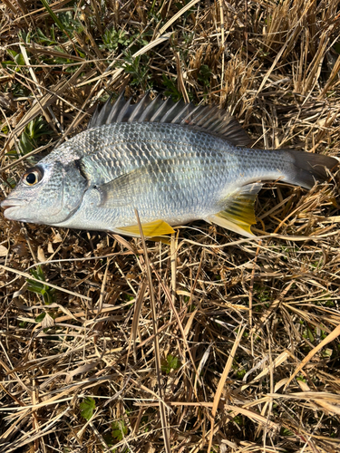 キビレの釣果