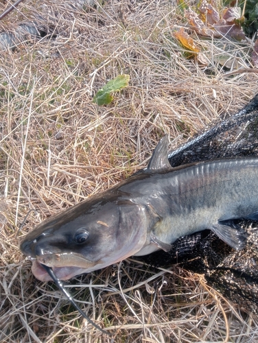 アメリカナマズの釣果