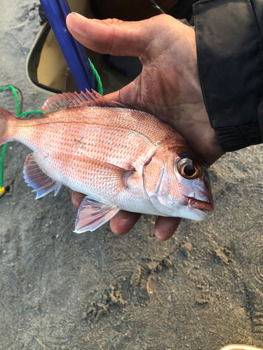 タイの釣果