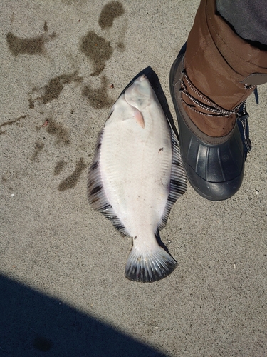 クロガシラガレイの釣果