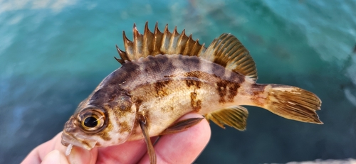 メバルの釣果