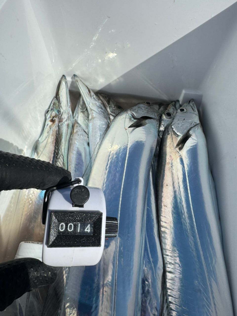 shizuシズさんの釣果 2枚目の画像