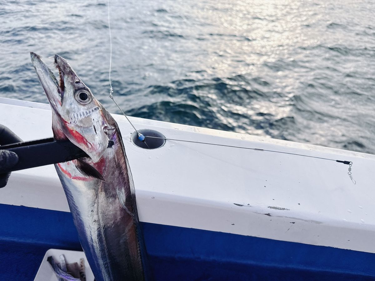 shizuシズさんの釣果 3枚目の画像