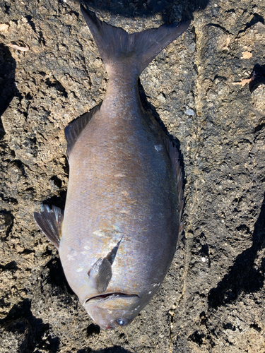 イスズミの釣果