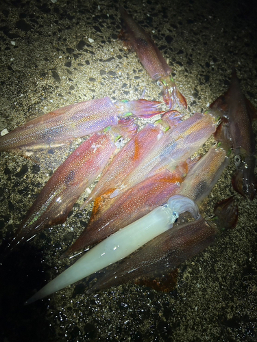 ケンサキイカの釣果