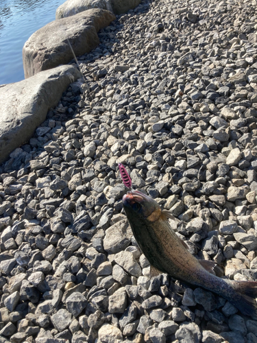 ニジマスの釣果