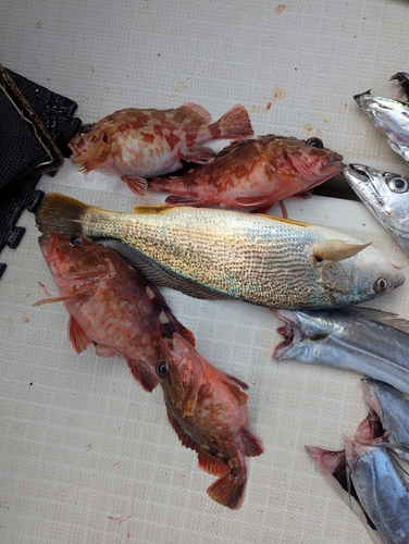 アラカブの釣果