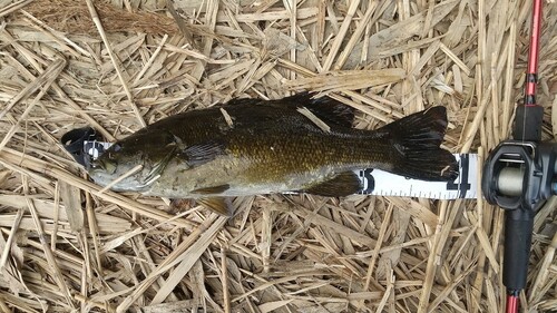 スモールマウスバスの釣果