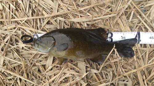 スモールマウスバスの釣果