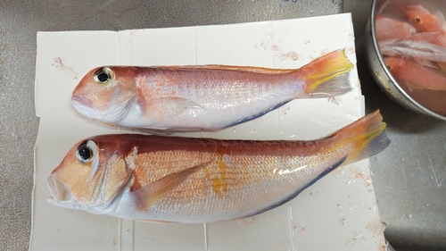 アカアマダイの釣果