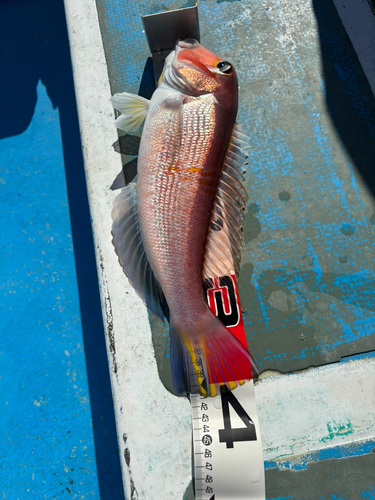 アマダイの釣果