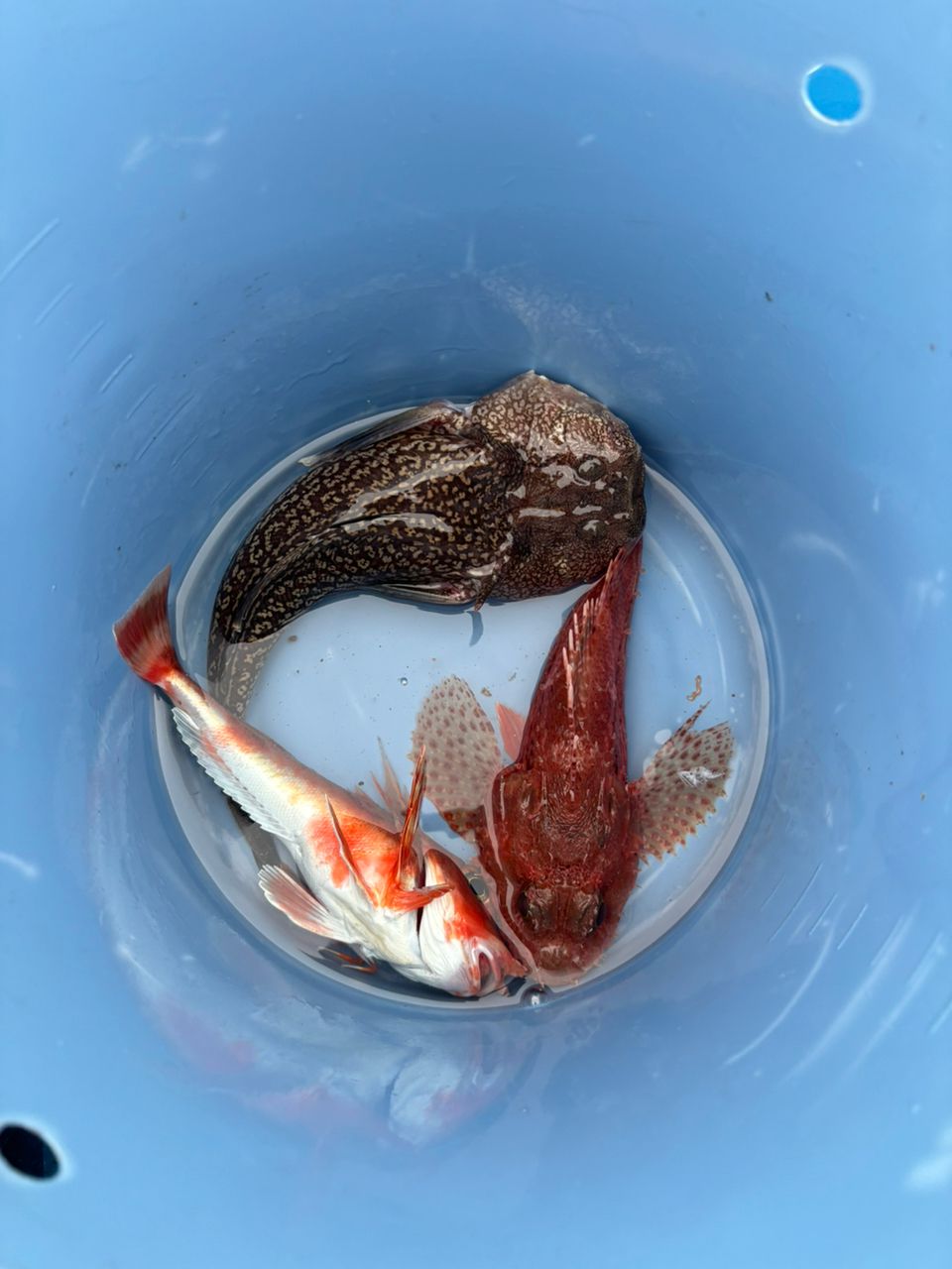 んっちゃんさんの釣果 2枚目の画像