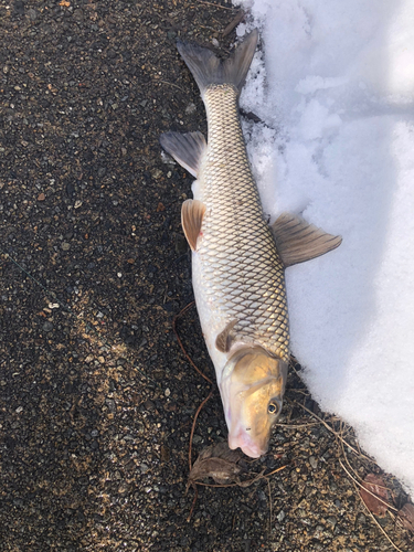 ニゴイの釣果