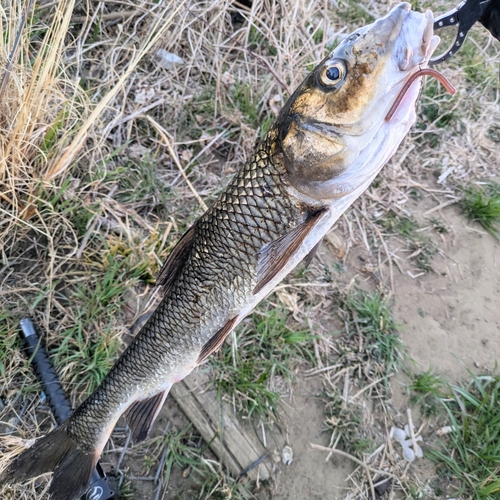 ニゴイの釣果