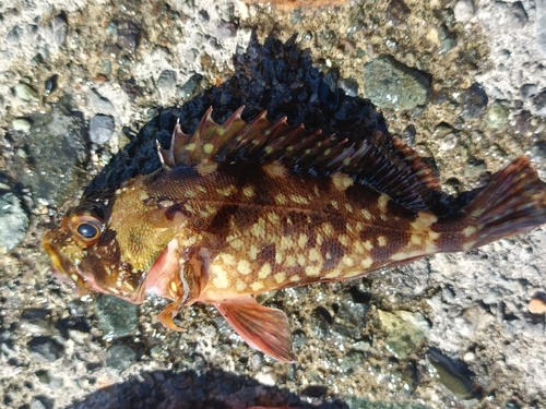 カサゴの釣果