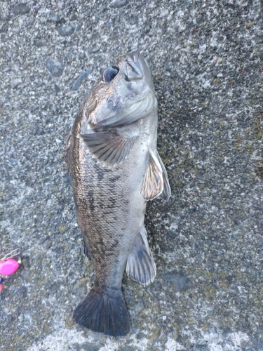 クロソイの釣果