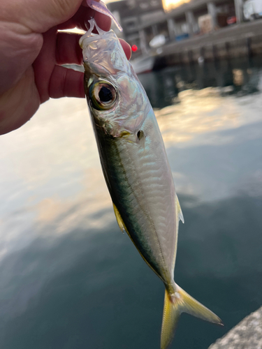 メアジの釣果