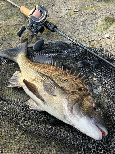 クロダイの釣果