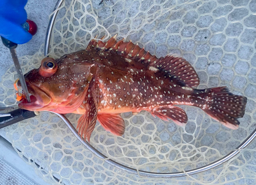 ウッカリカサゴの釣果