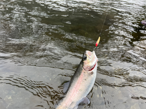 ニジマスの釣果