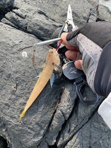 ヒメツバメウオの釣果