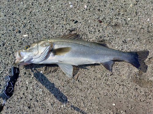 スズキの釣果